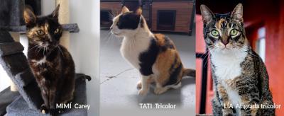 El enigma de las gatas tricolor