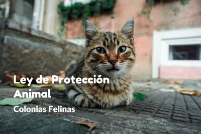 Las novedades clave de la nueva Ley de Proteccin Animal - Colonias felinas