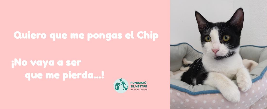 Amplia gama Mexico Monótono Fundació Silvestre - ¿Por qué deberías poner un chip y registrar  oficialmente a tu gat@?