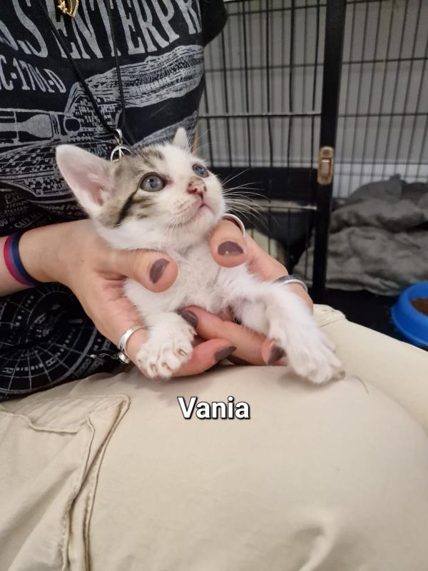 VANIA VANIA