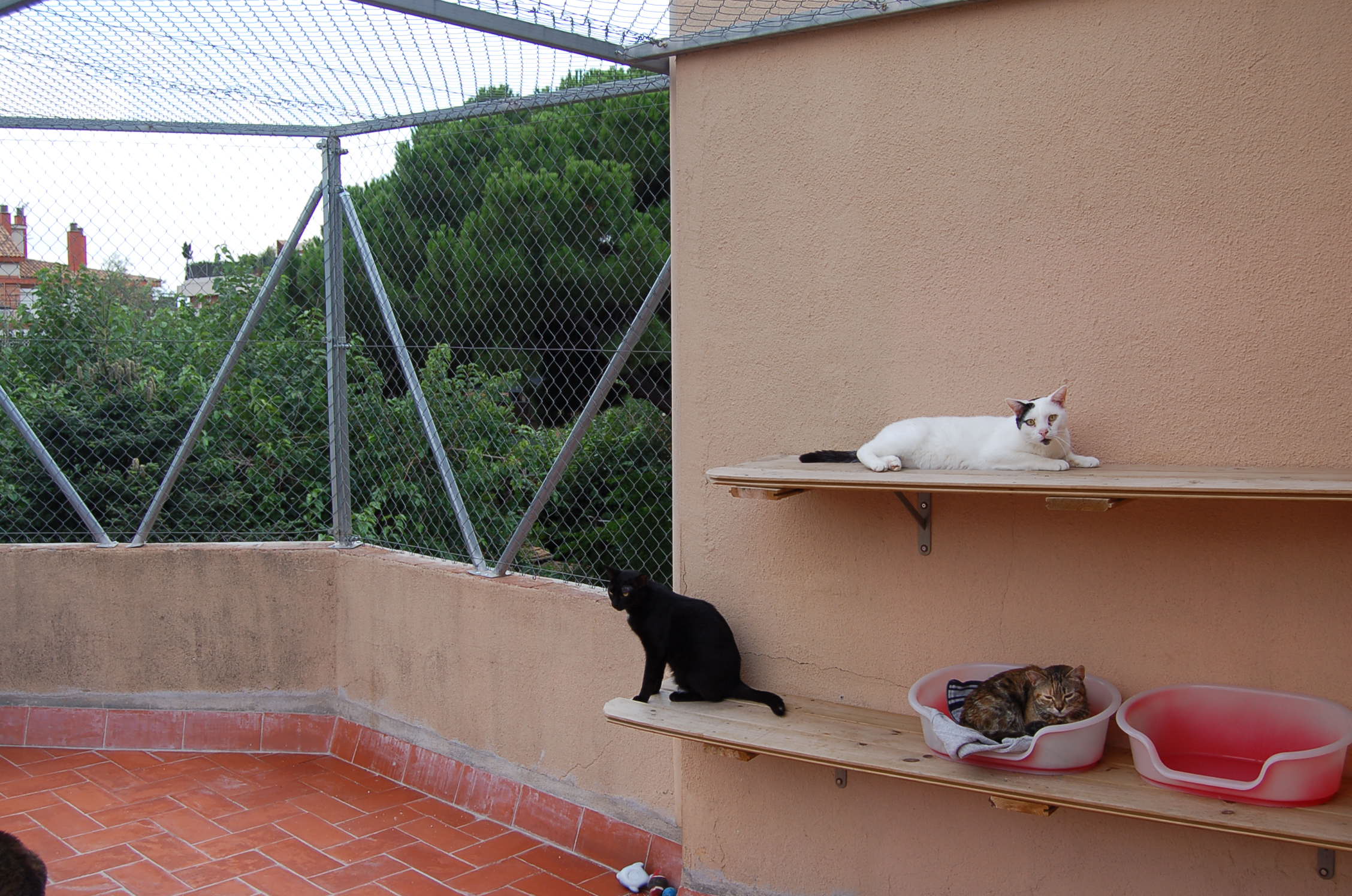 Fundació Silvestre - Los ángeles de la guarda de los gatos callejeros